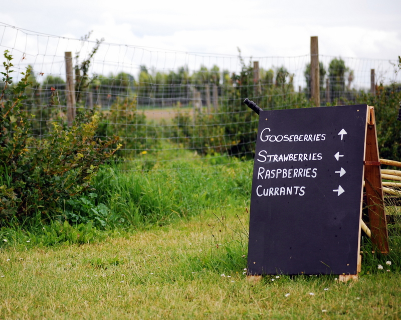 Stop at a pick-your-own-fruit farm on the way :-)