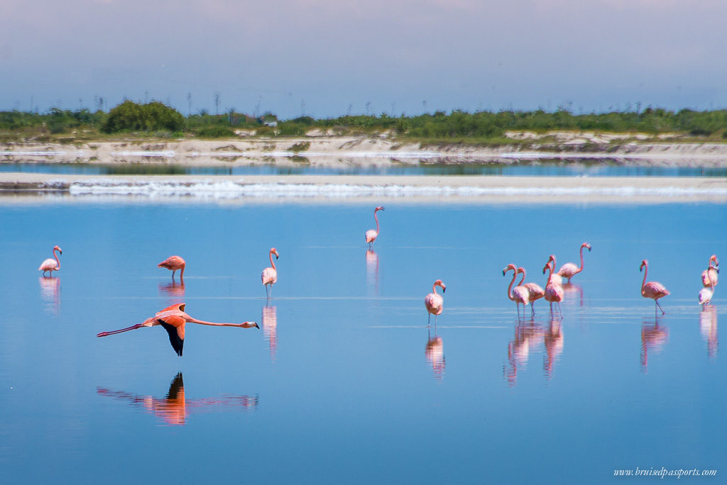 Pink Flamingoes at Las Coloradas Rio Lagartos Mexico