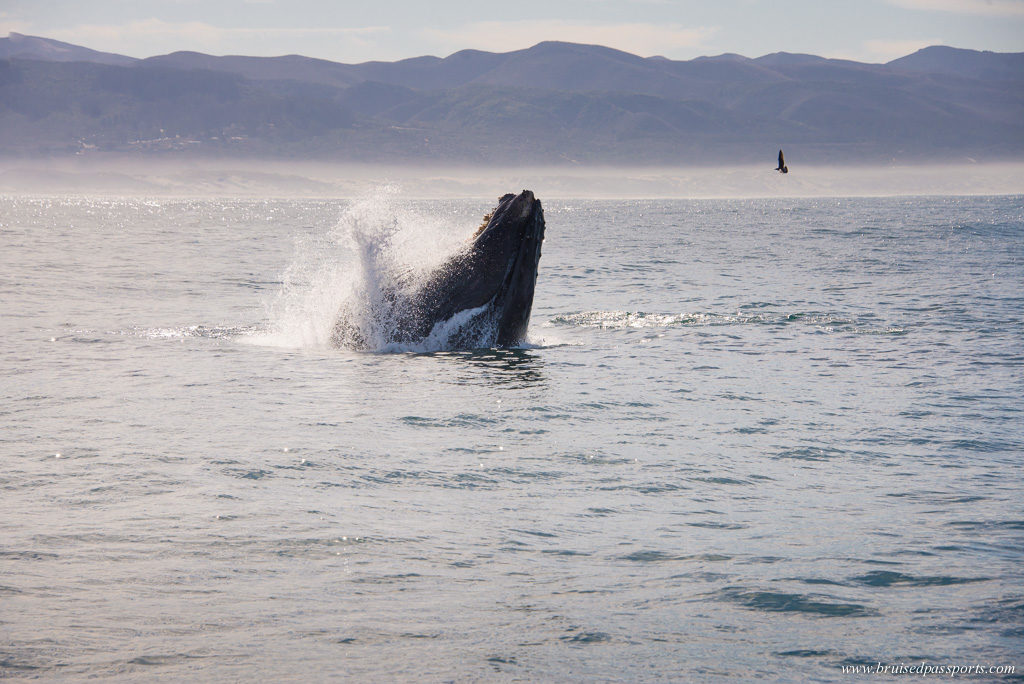 Morro bay whale watching humpback whale