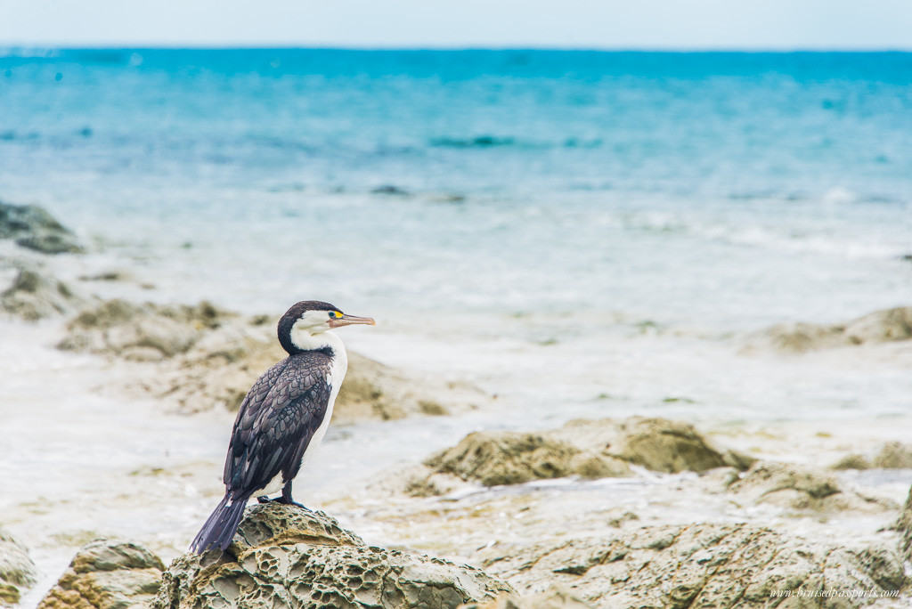 New Zealand road trip itinerary Kaikoura