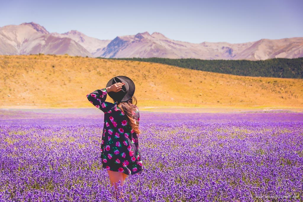 New Zealand Road Trip itinerary Mt. Cook National Park lavender field