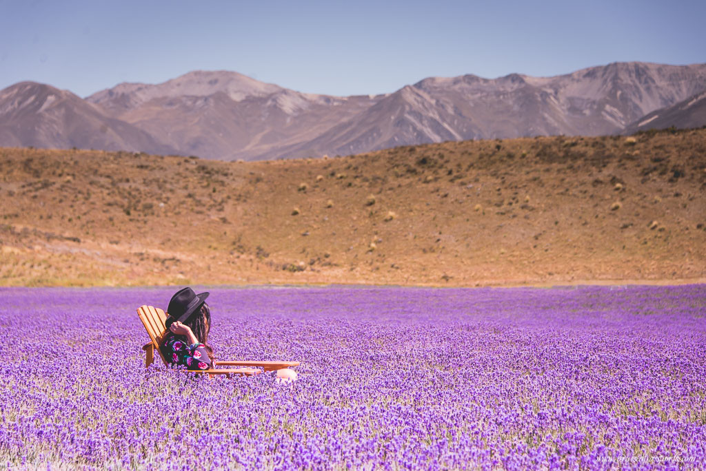 New Zealand Road trip travel fashion girl in lavender farm