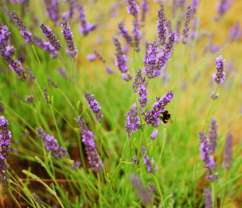 Offbeat London Mayfield Lavender Farm 