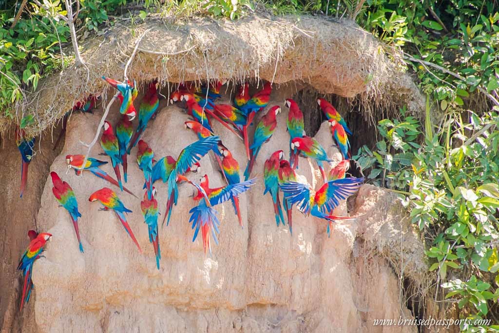 Peru-Itinerary-South-America-rainforest-tambopata-macaws