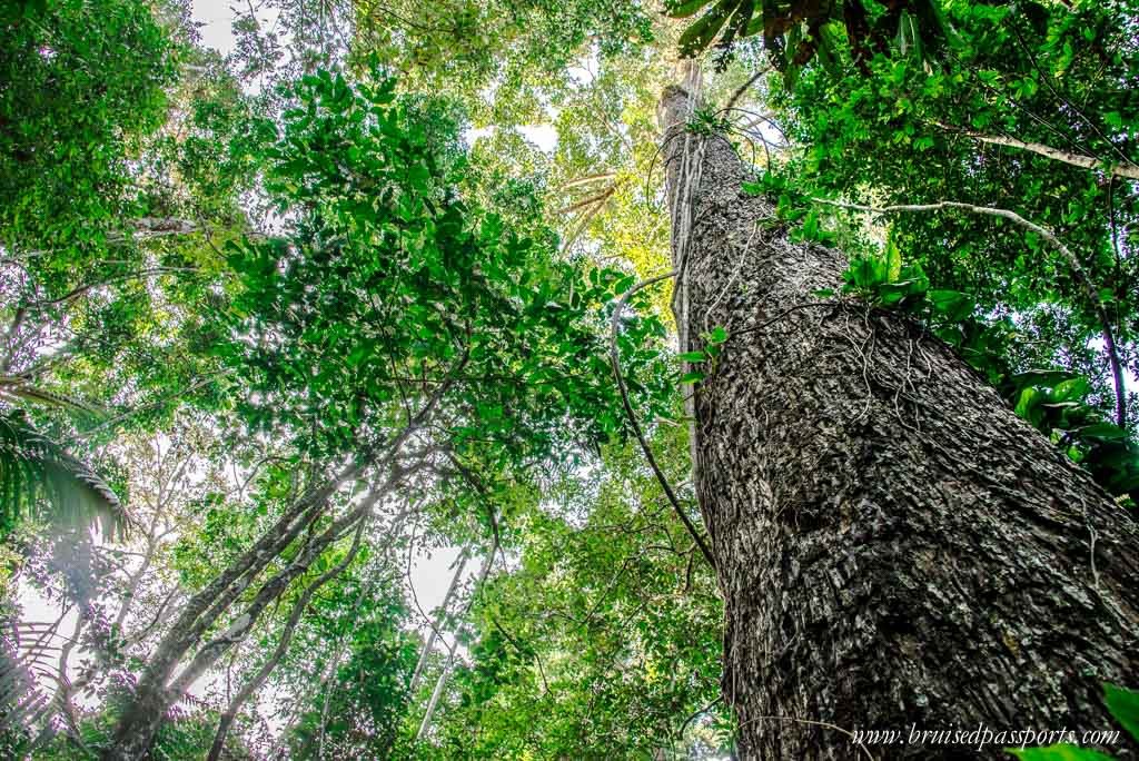 Peruvian Amazon Rainforest Expeditions Villa Review-11