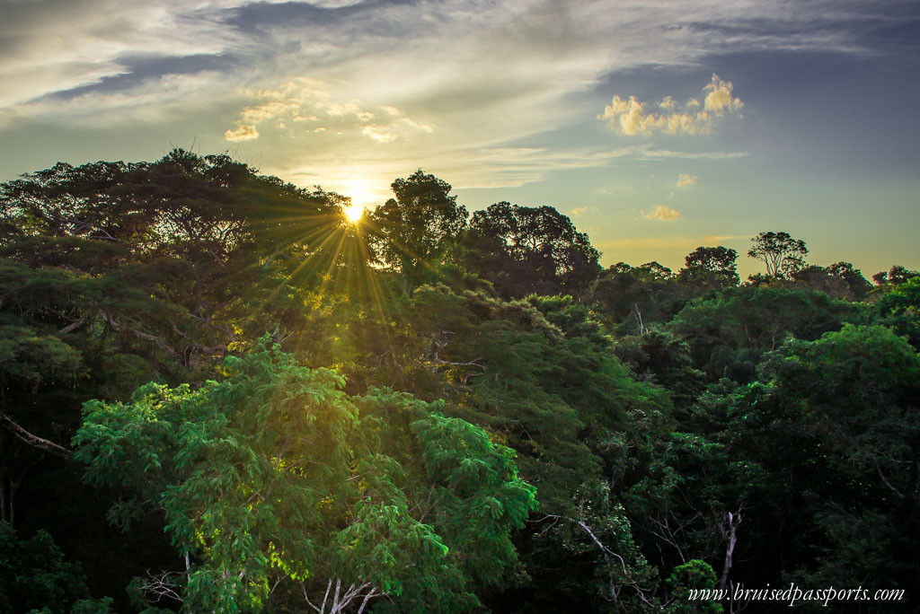 Tambopata Natural Reserve Canopy