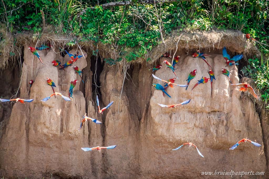 We couldn't get enough of the macaws