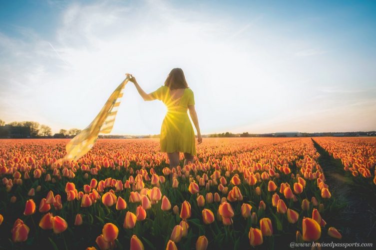 tulip fields in Netherlands during sunset