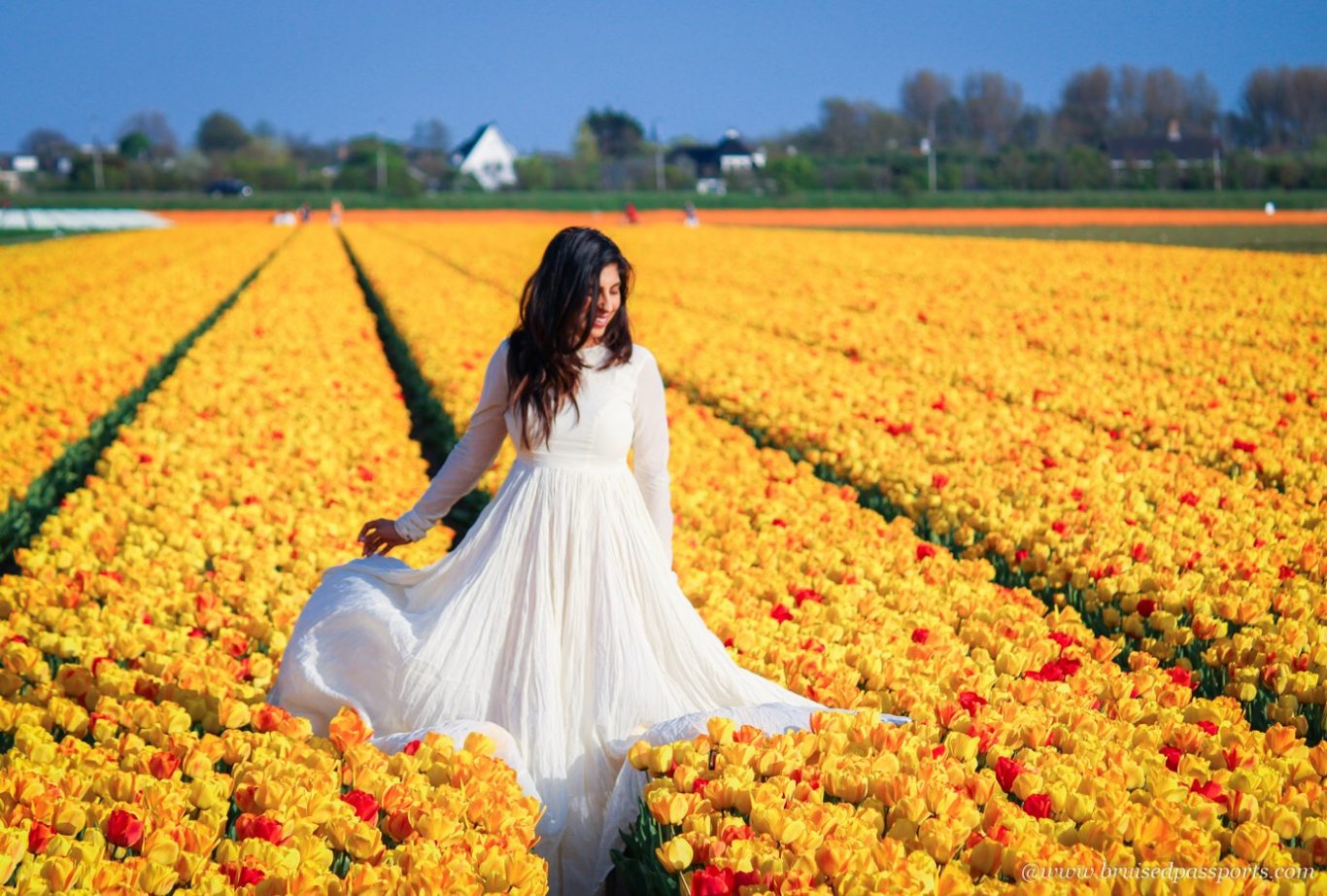 Yellow tulip fields in Lisse in Netherlands