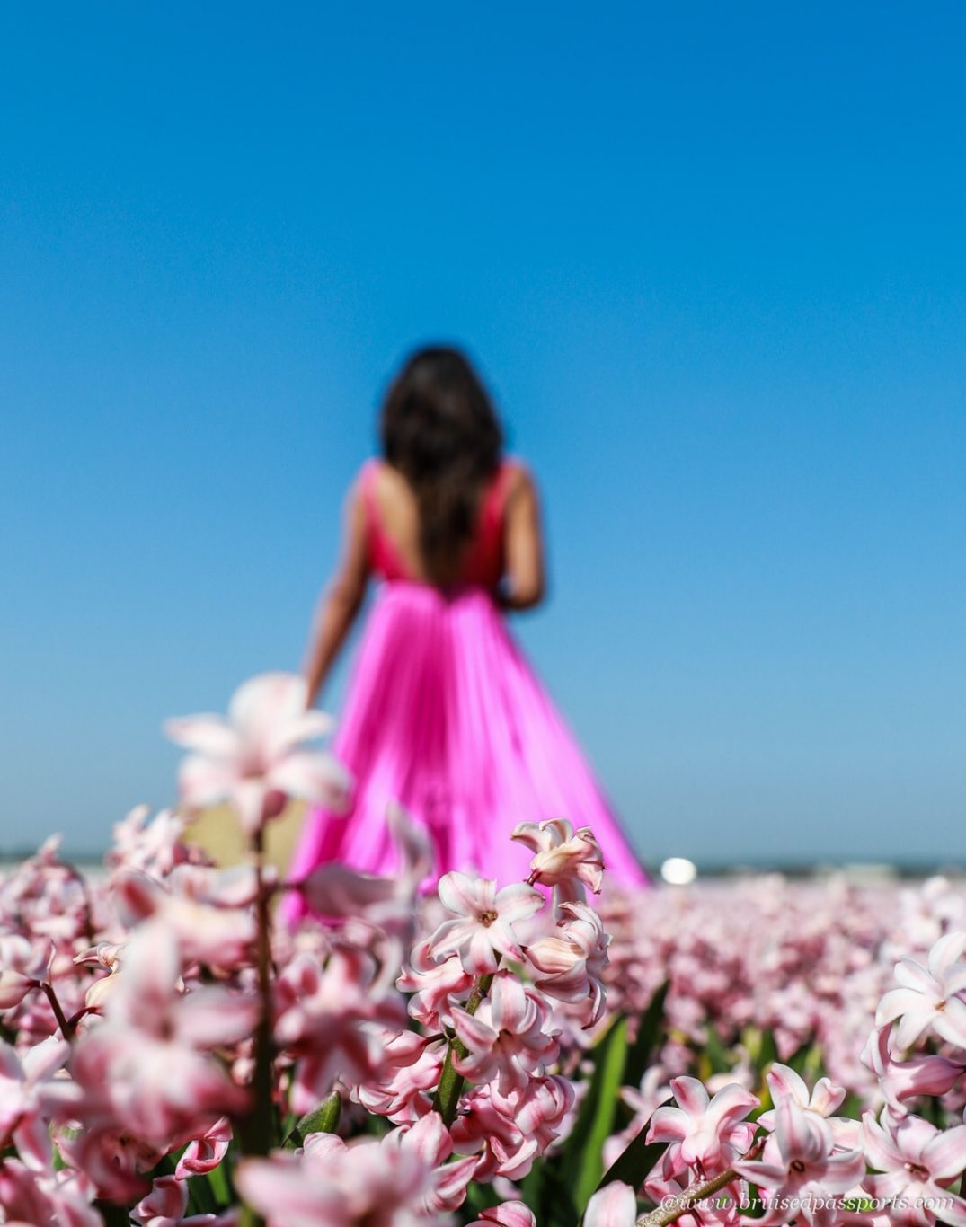 tulips and hyacinths in Netherlands in tulip season