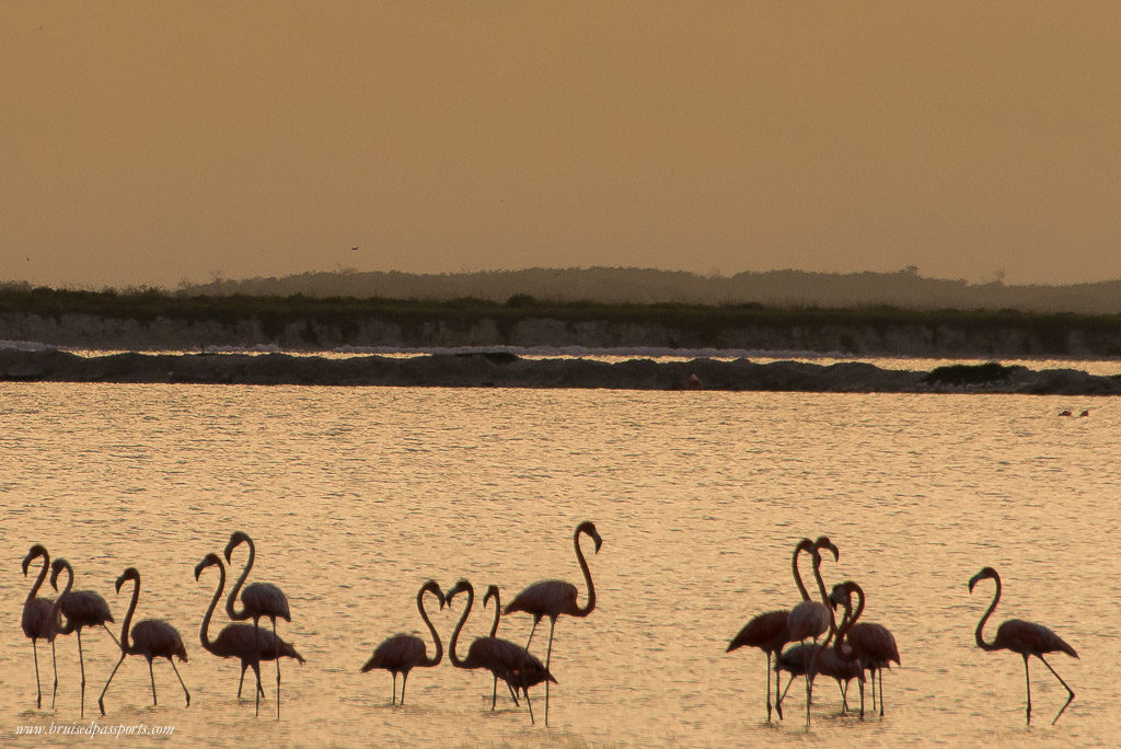 Flamingoes at sunset in Las Coloradas Yucatan