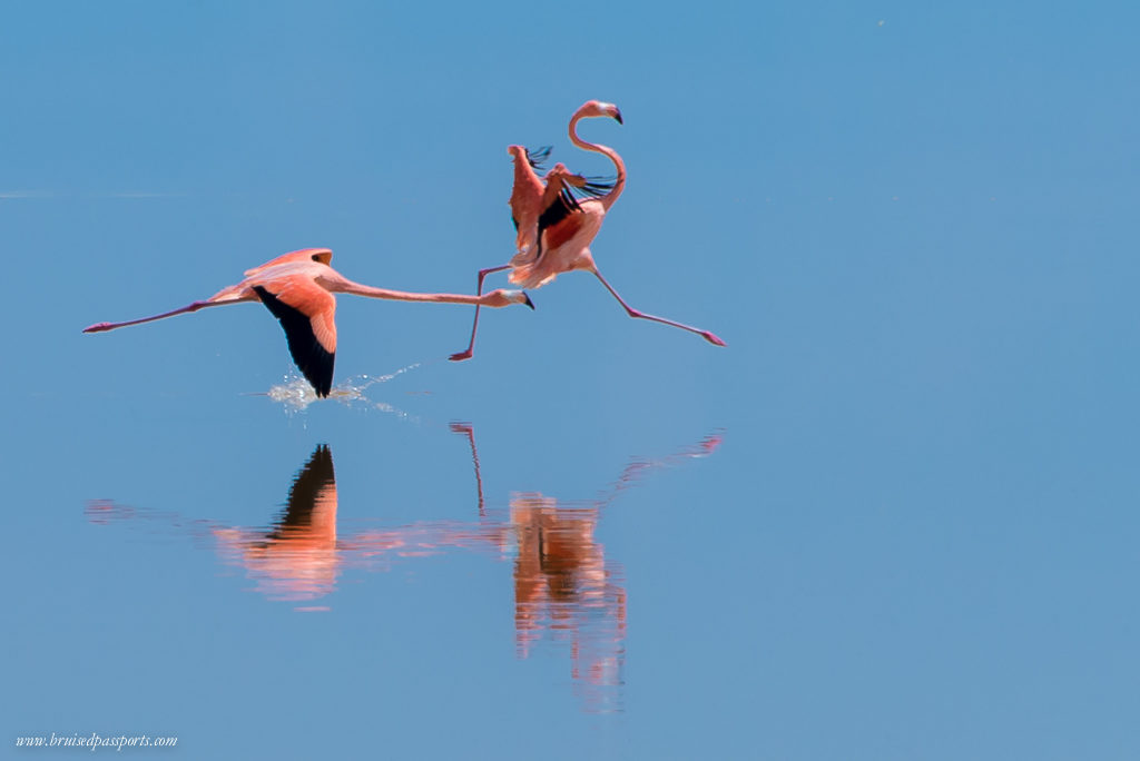 Flamingoes in Las Coloradas