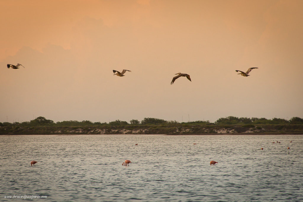 Birds in Rio Lagartos