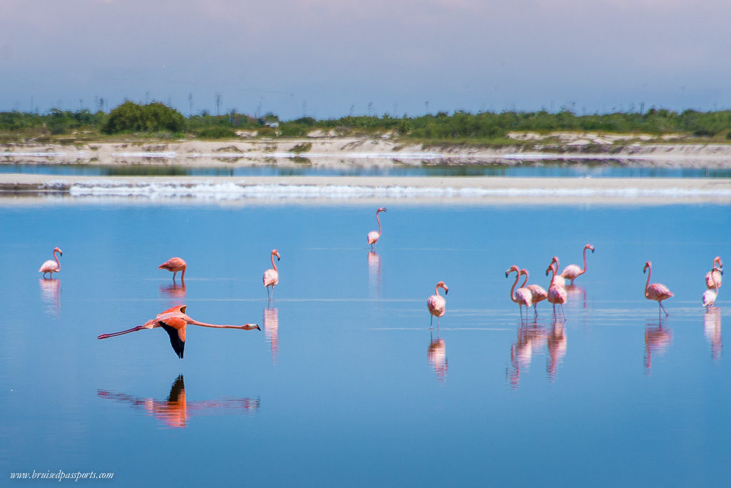 Pink Flamingoes in Las Coloradas