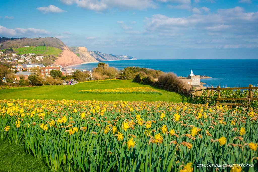 Road trip London Devon daffodils english countryside