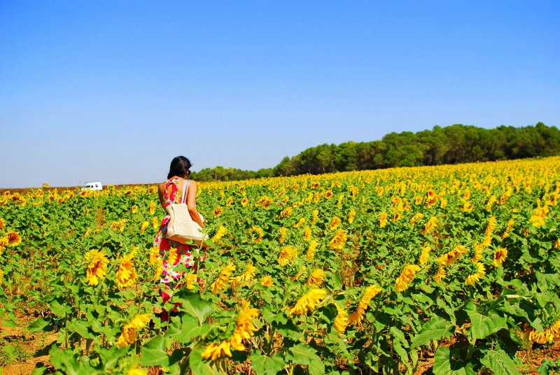 Road trip Spain - sunflower fields