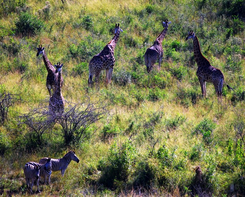 Safari at Hluhluwe Imfolozi National Park Giraffes