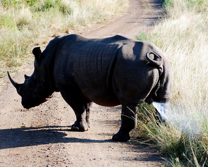 Safari at Hluhluwe Imfolozi National Park. Cheap offbeat safari 5