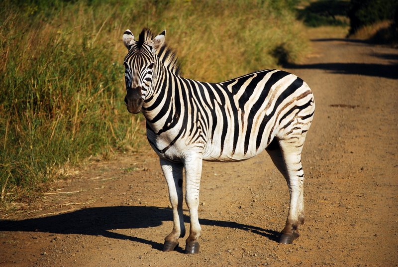 Safari at Hluhluwe Imfolozi National Park. Cheap offbeat safari 6