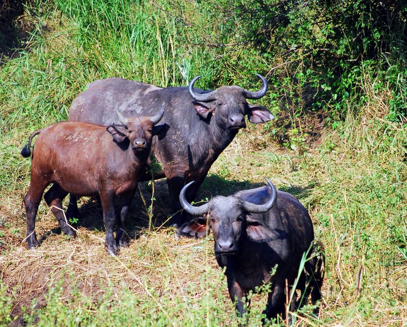 Safari at Hluhluwe Imfolozi National Park. Wildernees