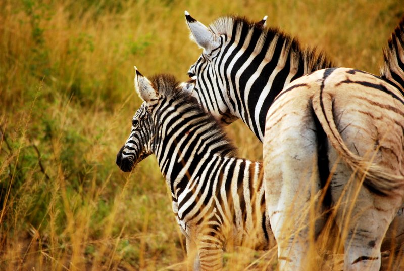 Safari at Hluhluwe Imfolozi National Park. Zebra