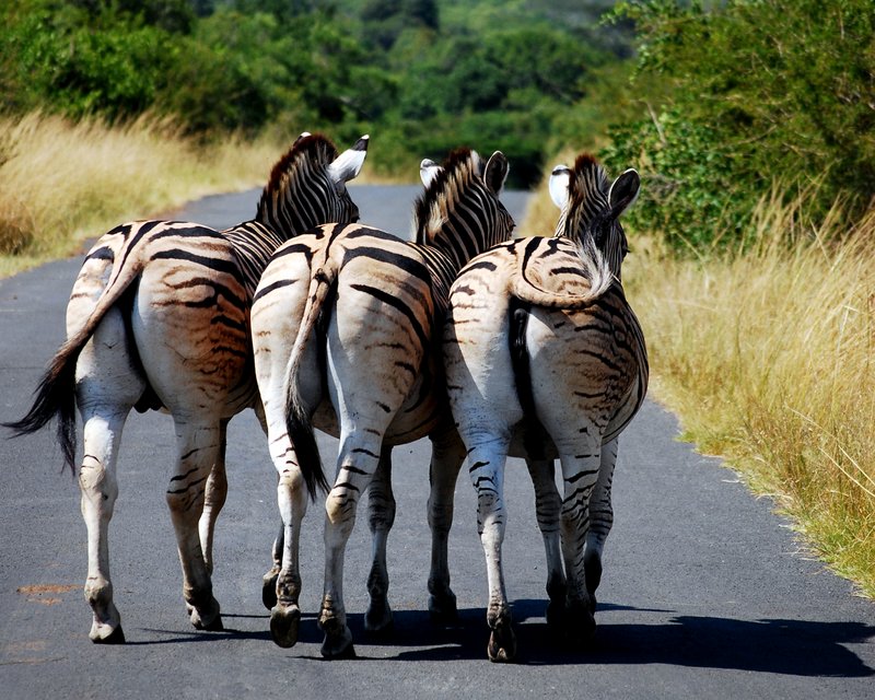 Safari at Hluhluwe Imfolozi National Park. Zebras