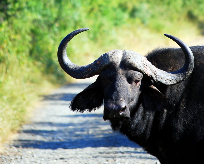 Safari at Hluhluwe Imfolozi National Park.cheap safari