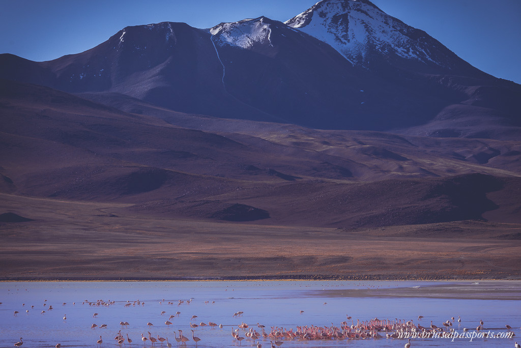 Wild flamingoes at Laguna Hedionda in Bolivian desert