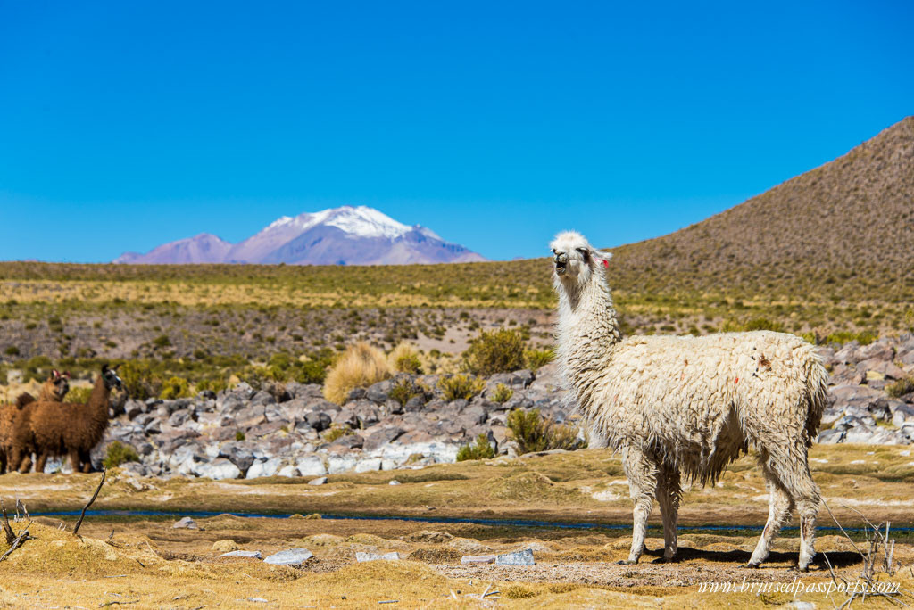 Llama in the Bolivian desert