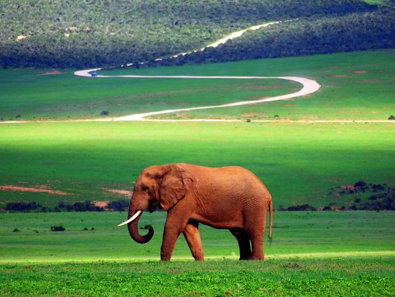 Self Drive Safari at Addo National Park 4