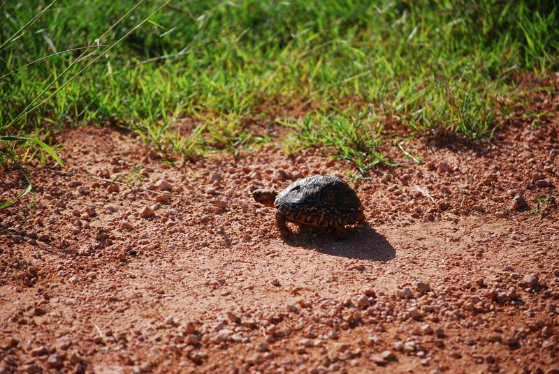 Self Drive Safari at Addo National Park animals