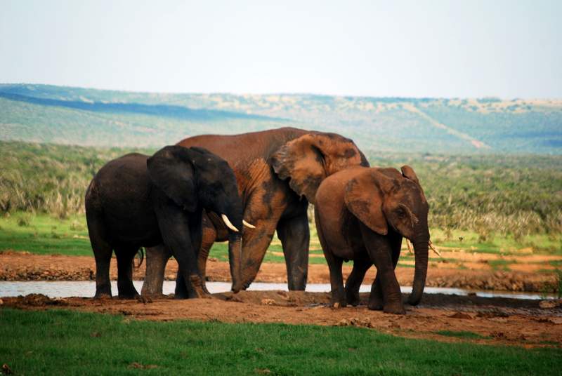 Self Drive Safari at Addo National Park