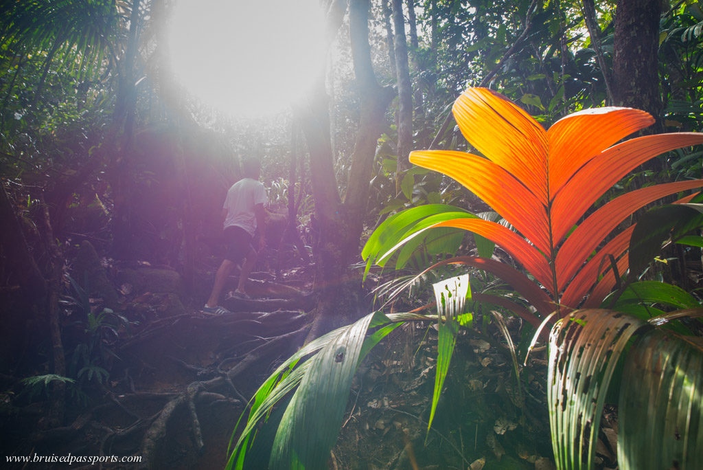 Dense plantation along Copolia trail in Seychelles