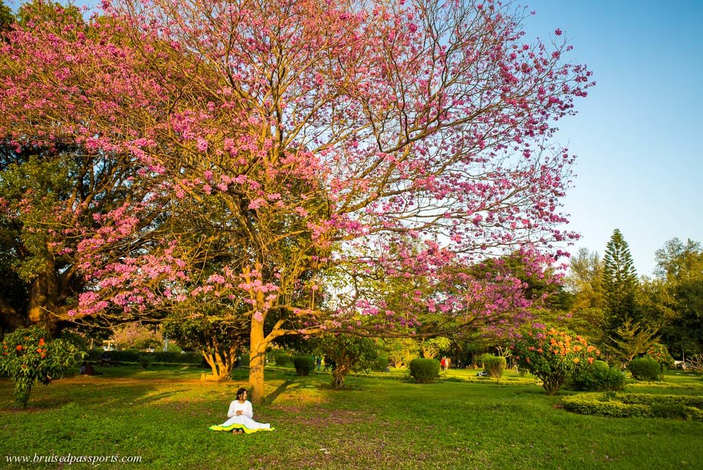 Cubbon park near Shangri La Bengaluru