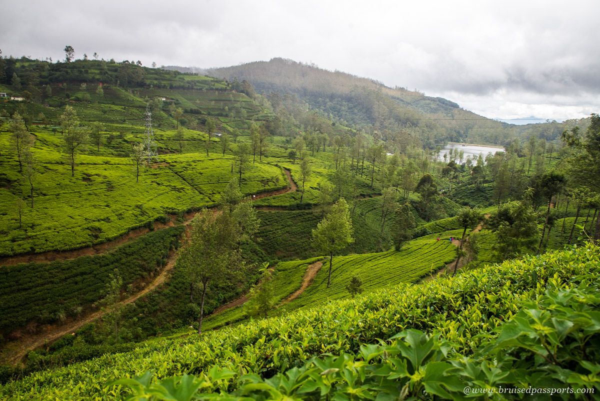 Pedro tea estate in Nuwara Eliya Sri Lanka