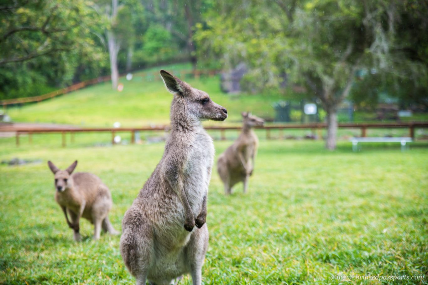 Kangaroos at Currumbin Sanctuary