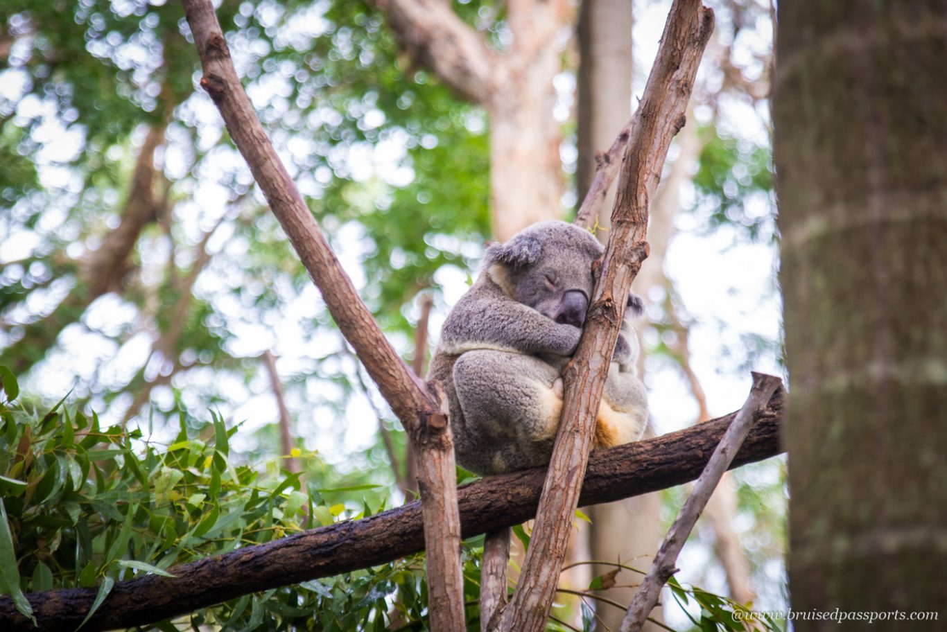 Koala hanging by the tree at Currumbin Sanctuary Gold Coast