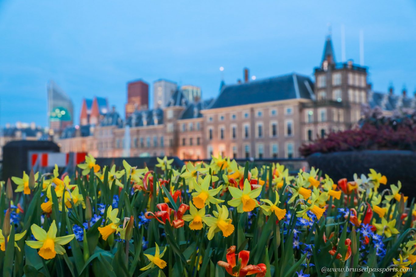 Hague tulips in city centre