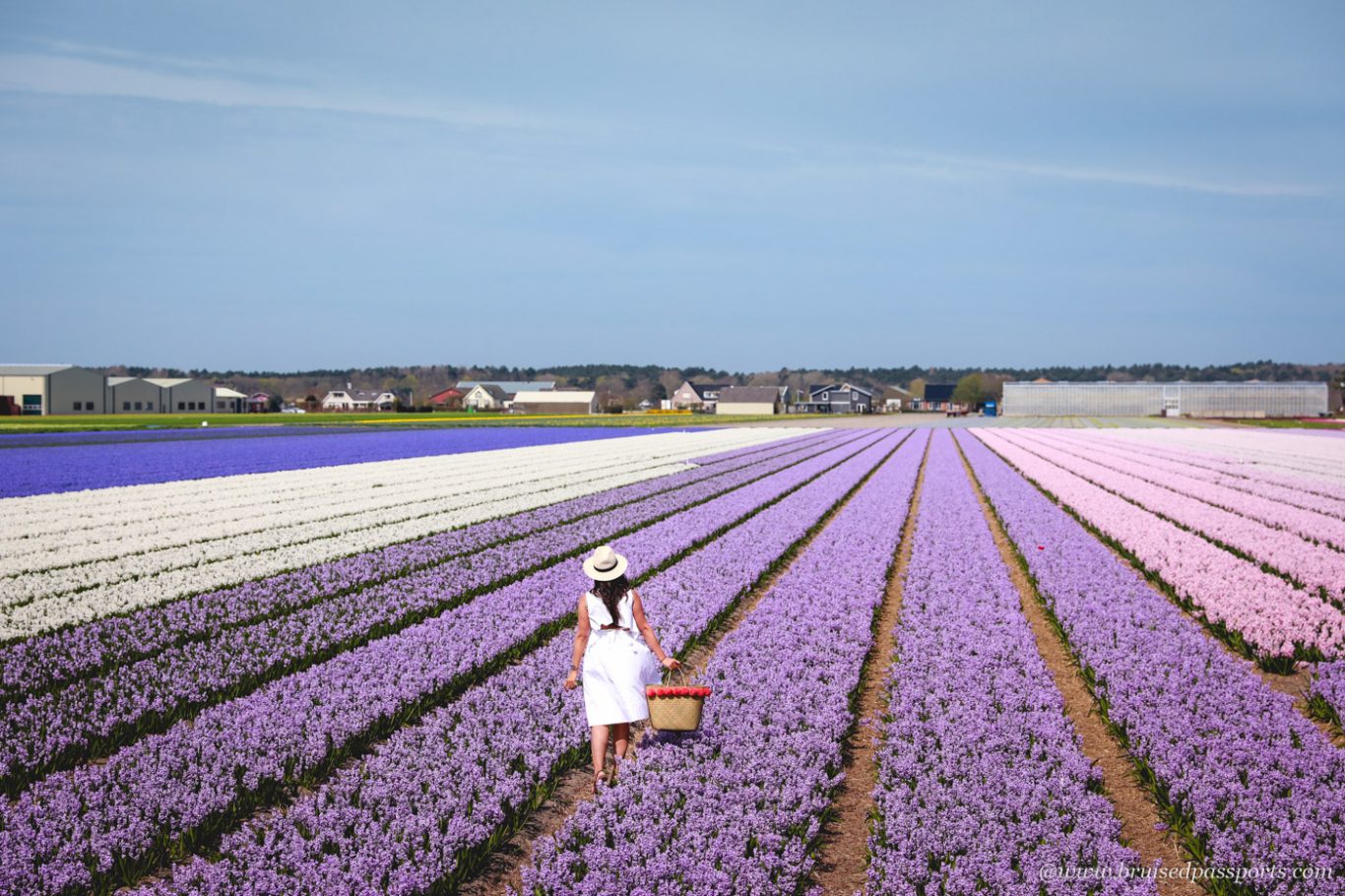 Tulip fields near The Hague