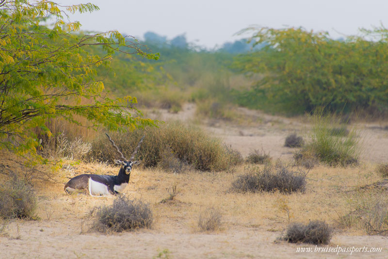 things to do in jodhpur black buck