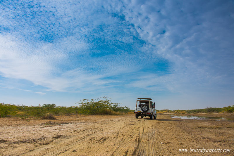 Desert Safari things to do in jodhpur