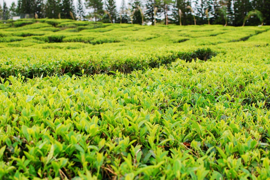 things to do in mauritius tea