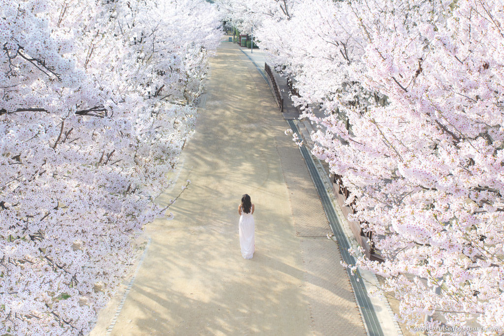 Seoul forest is a great place to see cherry blossom in seoul Korea