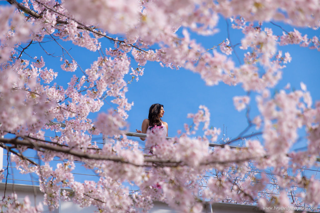 Seoul forest cherry blossom 