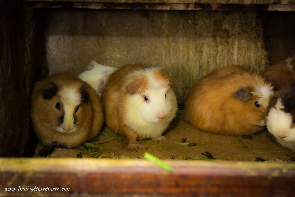 Guinea pigs are available at most restaurants in Peru