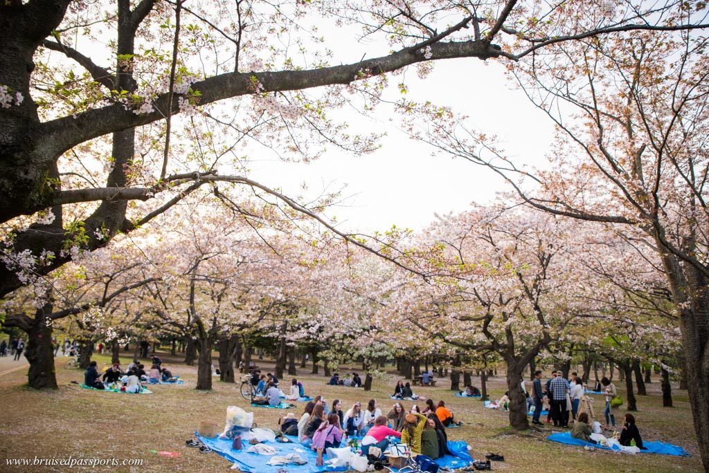 Hanami in Tokyo during cherry blossom season locals enjoying picnics