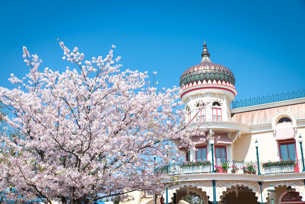 cherry blossom in disneyland tokyo