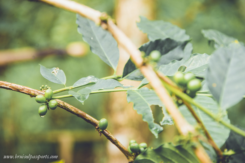 Coffee plantation bali Kintamani