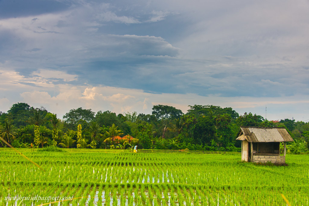 Gorgeous rice fields everywhere!