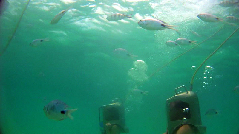 undersea walk mauritius - under the sea